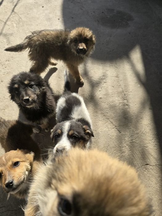 Щенков отдам даром