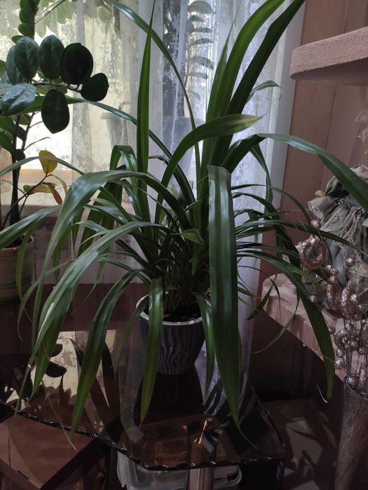 Продам комнатные цветы