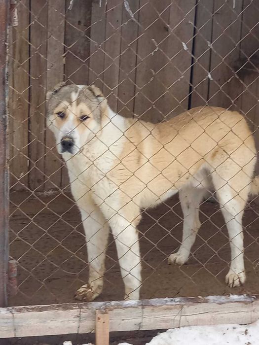 Собака Алабай, 1 год