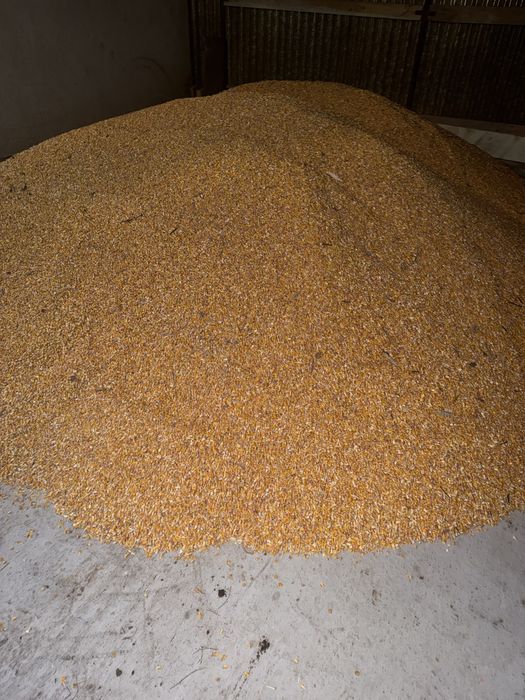 Vand Porumb Boabe Pioneer