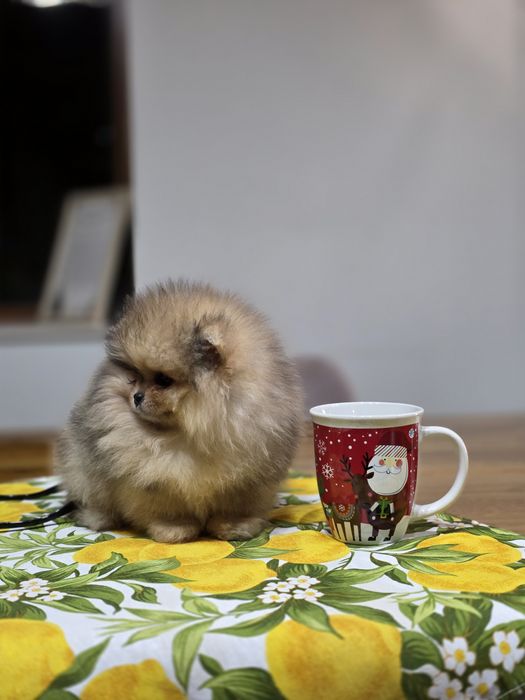 Померанче,мини момченце шоко тан мерле с необходимите ваксини !