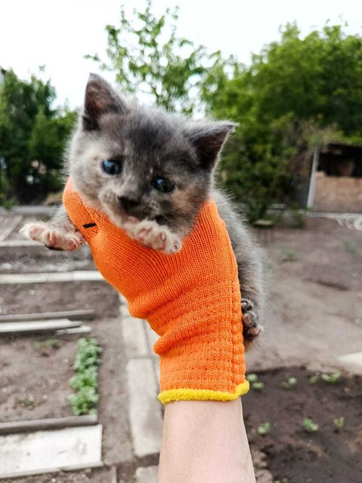 Отдам котят, мальчик/девочка