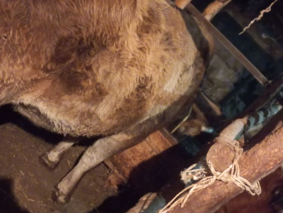 продам телку на мясо