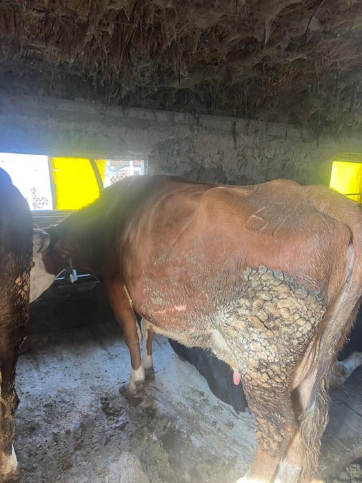 Дойная корова 15 литров