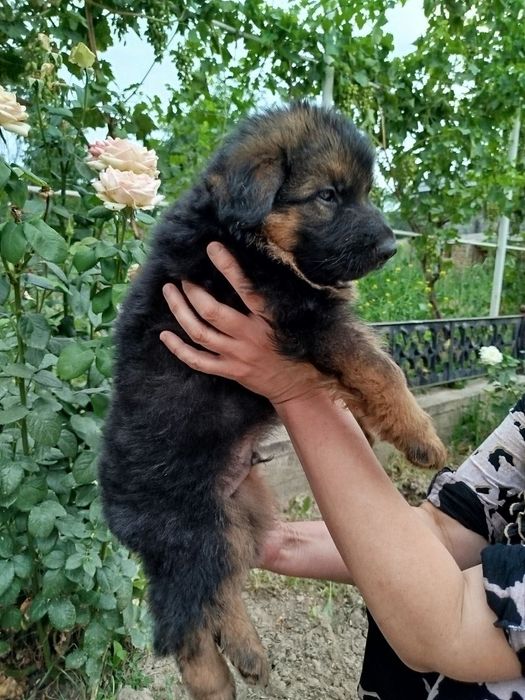 Щенки немецкой овчарки