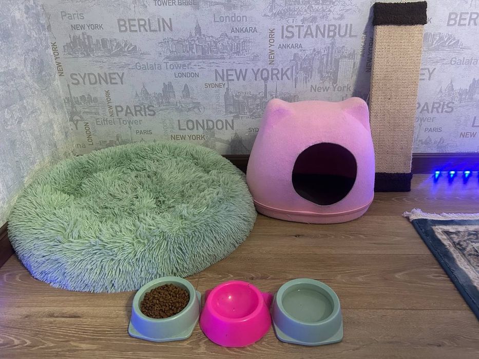 Британский золотой шиншилла 1год