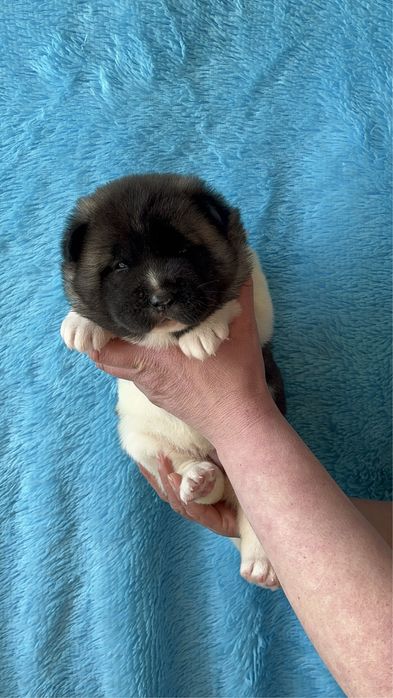 Щенки Американской акиты