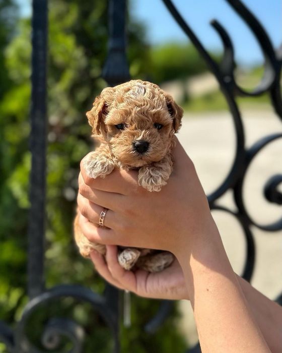 Caniche Poodle Mini Toy