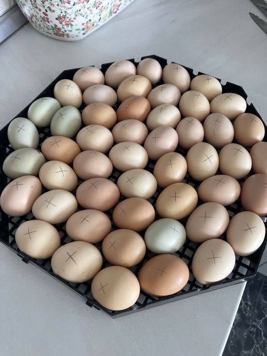 Oua de gaina de casa, oua verzi, oua de rata.