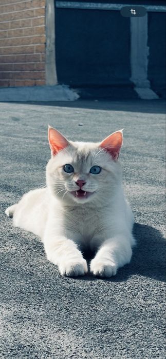 Кот ищет ответсвенную семью!