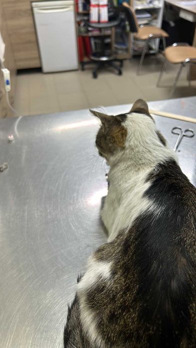 Дом за мама Котана и малък Топчо