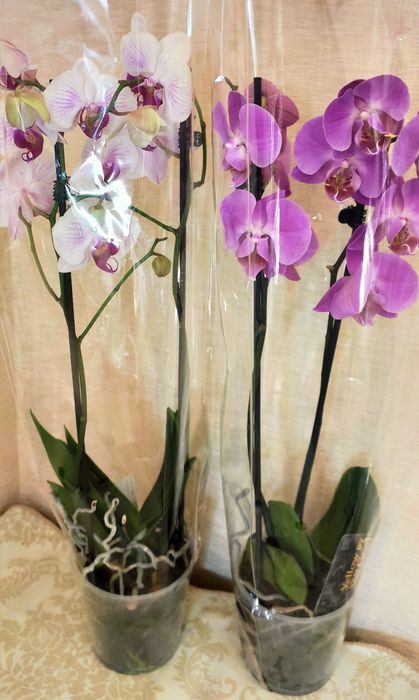 Орхидеи в наличии