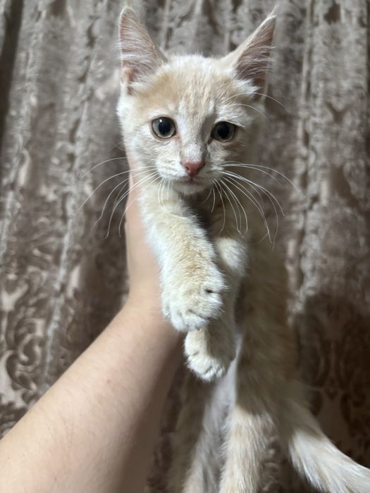 Отдам в добрые руки котенка