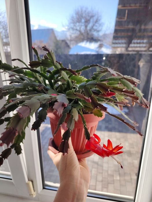 Продам декабрист. Талгар