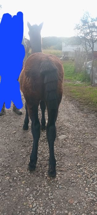 Vand sau schimb manz