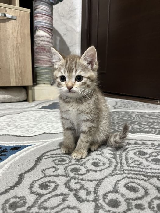 Киз мушук боласи сотилади