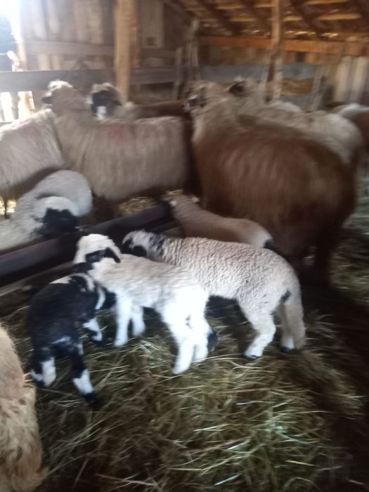 Oi cu miei de vânzare detali la telefon