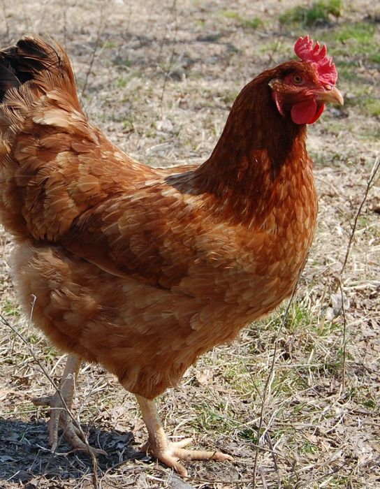 Продам кур Ломан Браун и Ленггорн , бройлелов , утят , гусят