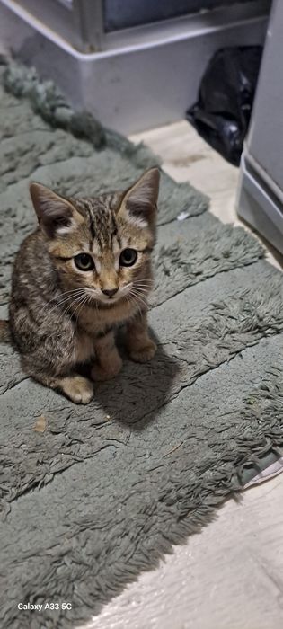 Отдам котёнка в добрые руки