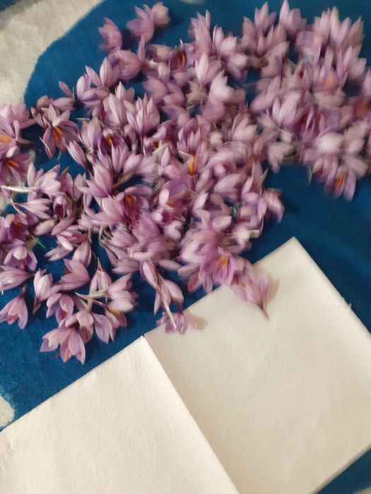 Vand sofran produs in propria gradina