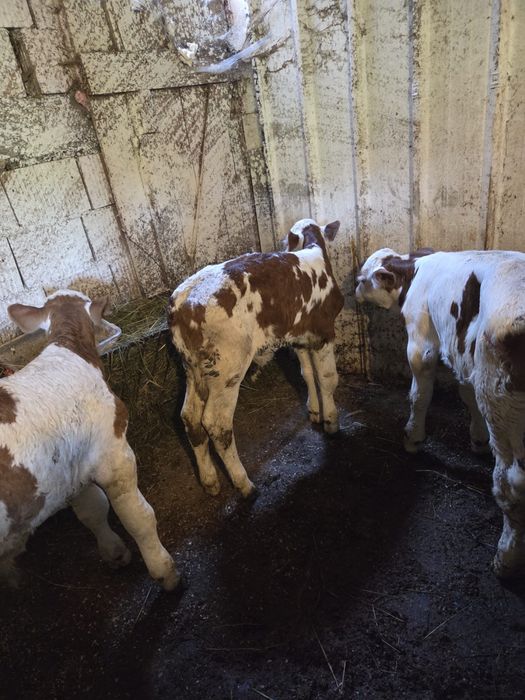 Vând vitei sugari 2/3 saptamani , și o vitea de 3 luni jumatate