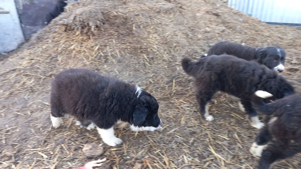 Щенков в добрые руки