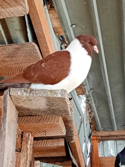 Vând porumbei galbeni și straseri