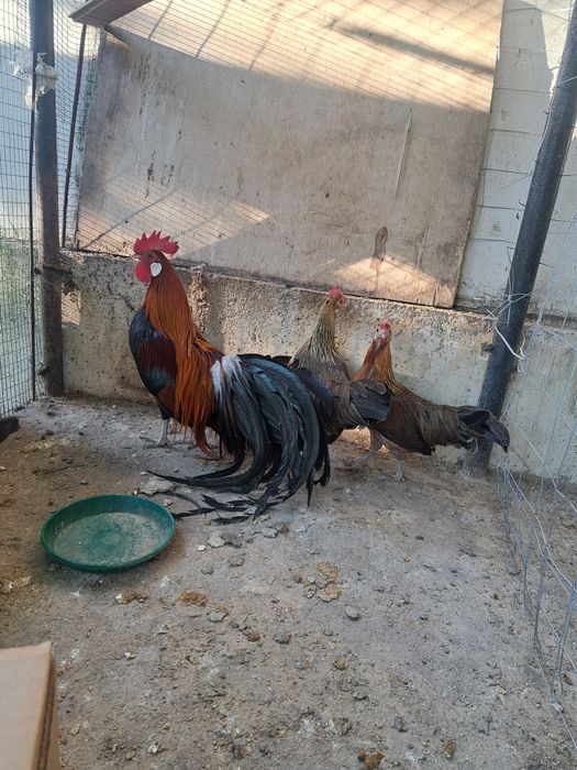 Продавам оплодени яйца от декоративни кокошки Феникс