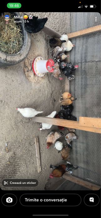 Gaini americane si cocosi