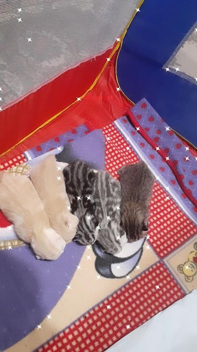 Вязка кот шотландец