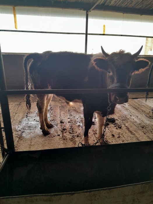 Бука сатылады саудасы бар