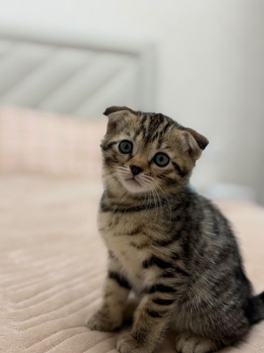 Котенок шотладский скотиш фолд с паспортом обработан