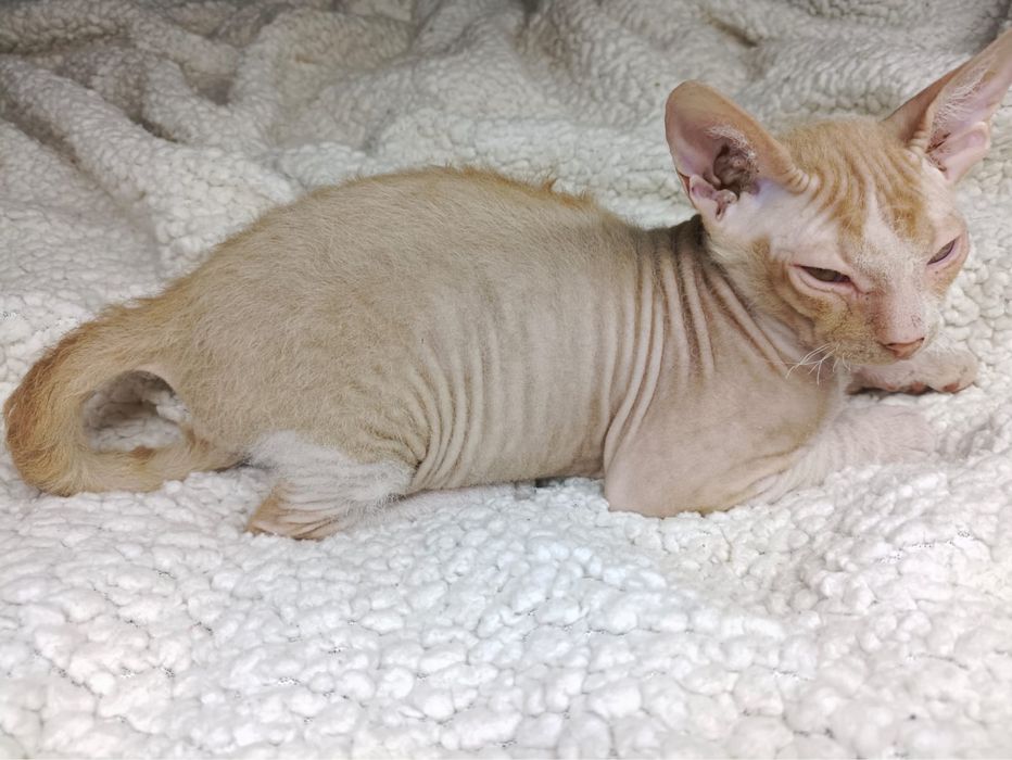 Котята донского сфинкса