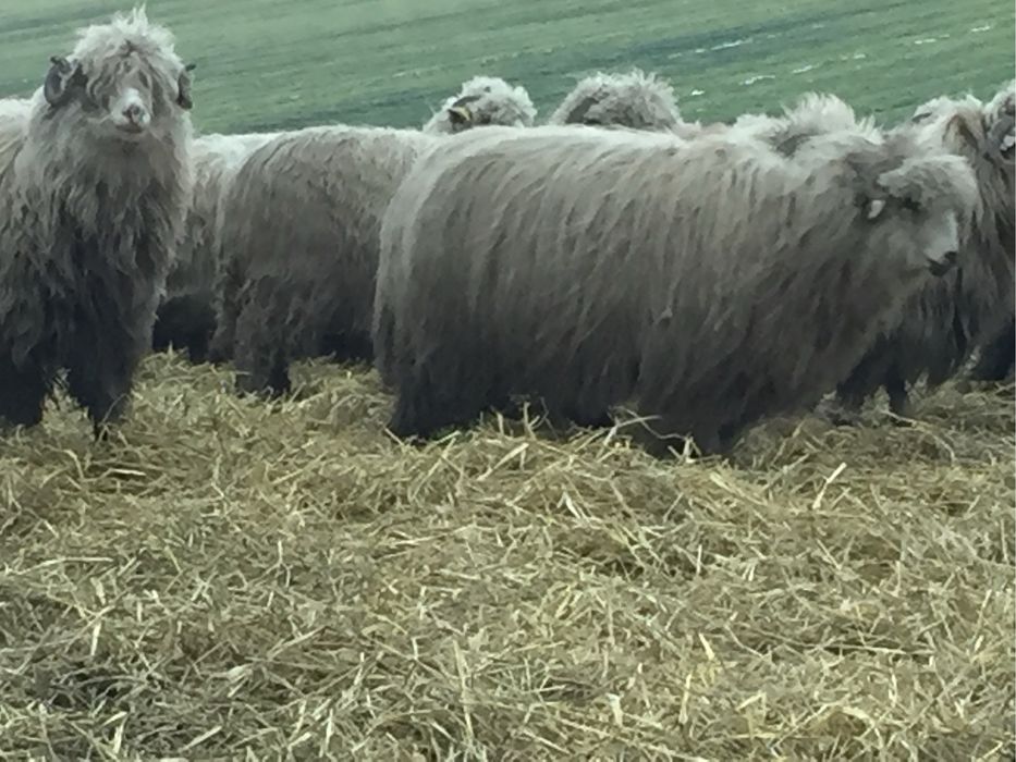 Vand oi turcane pe ales