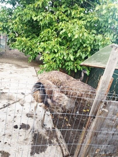 Struți emu de vânzare!