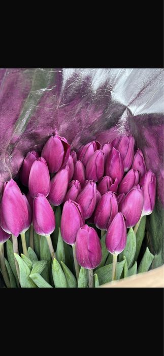 Тюльпан премиум