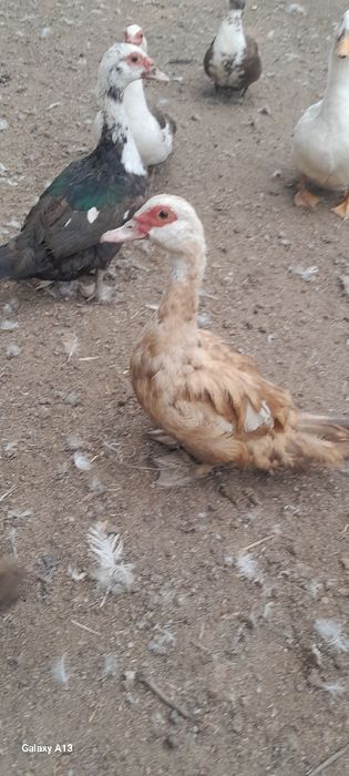 Продам хороших индоуток