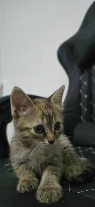 Котёнок, девочка, 3 мес