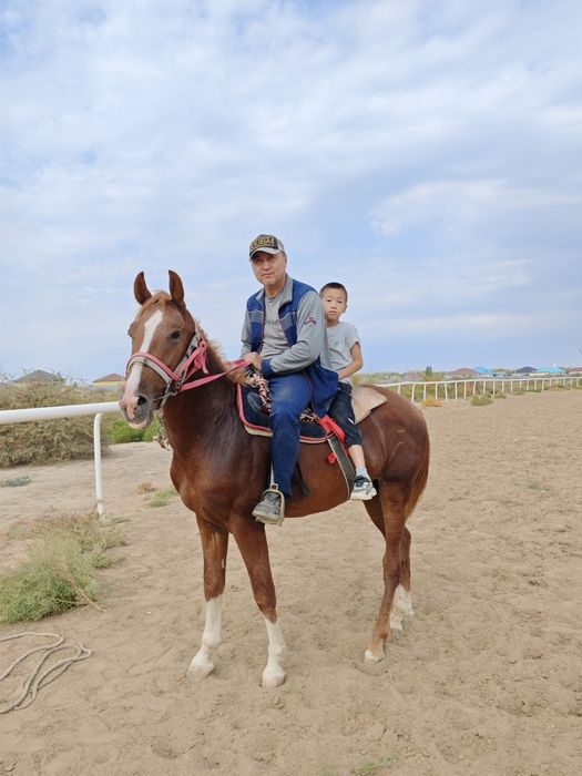 Жылқы.Бесқасқа сатылады