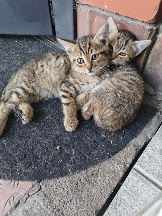 Отдам в хорошие руки котят