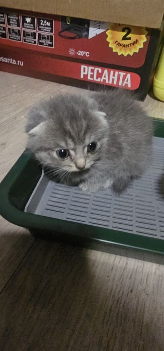 Продам котят скотиш фолд девочки