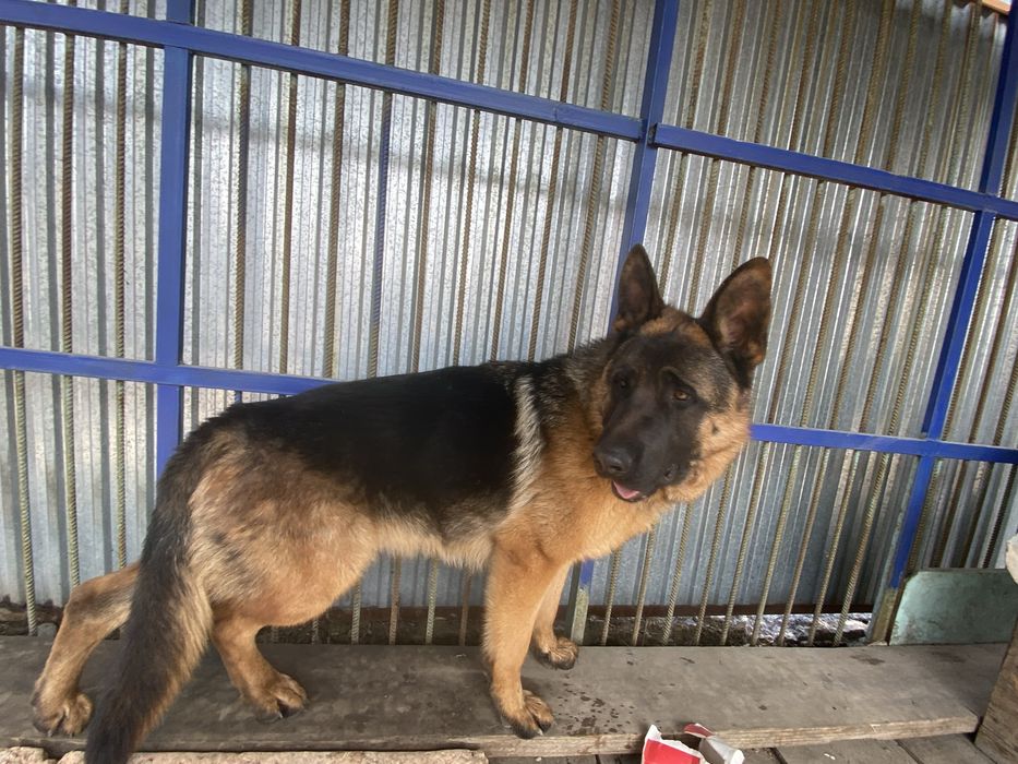 Немецкая овчарка 1 год