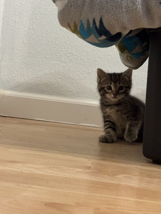 Котенок в добрые руки