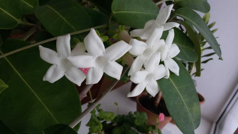 Комнатный цветок Стефанотис