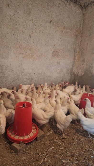 Куры молотки КОРАЛЫ 5 месяцев