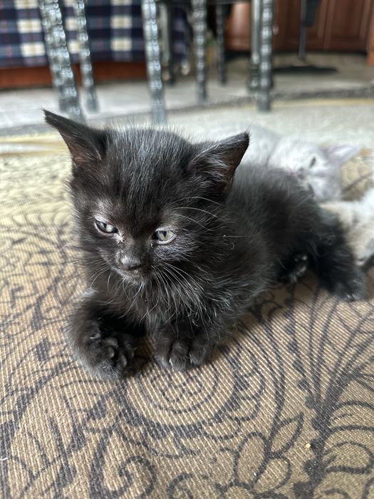 Британские котята,