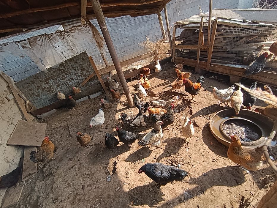 30 тауық 30 Әтеш +-