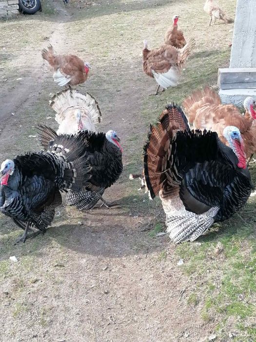 Продавам домашно гледани пуйки пуяци