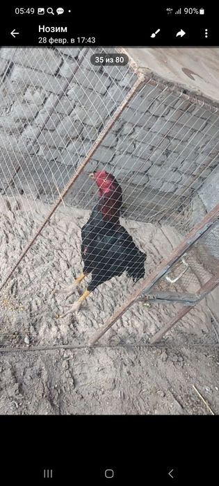 Дакан хуроз сотилади