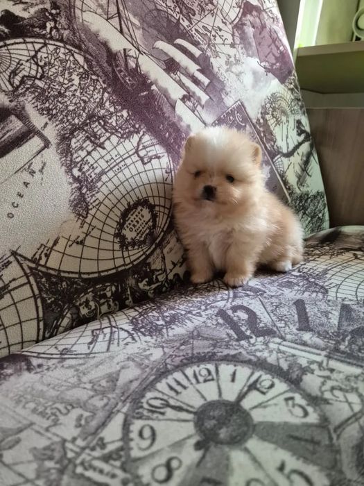 Щенки щпица мальчики и девочки